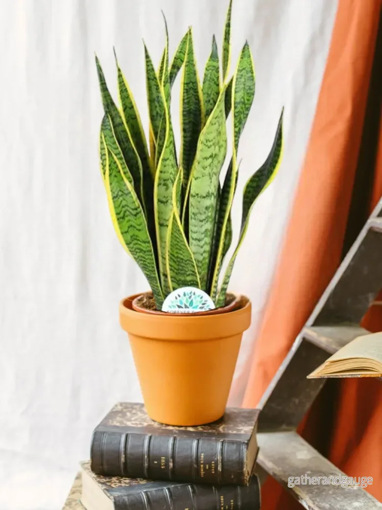 Sansevieria Trifasciata Laurentii