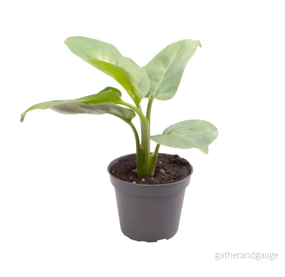 Liten Dieffenbachia Maculata Compacta - Bild 2