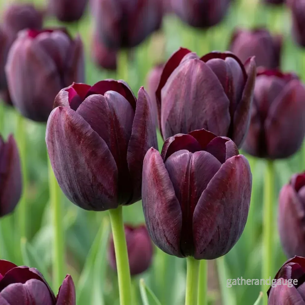 Tulipe triomphe violet foncé