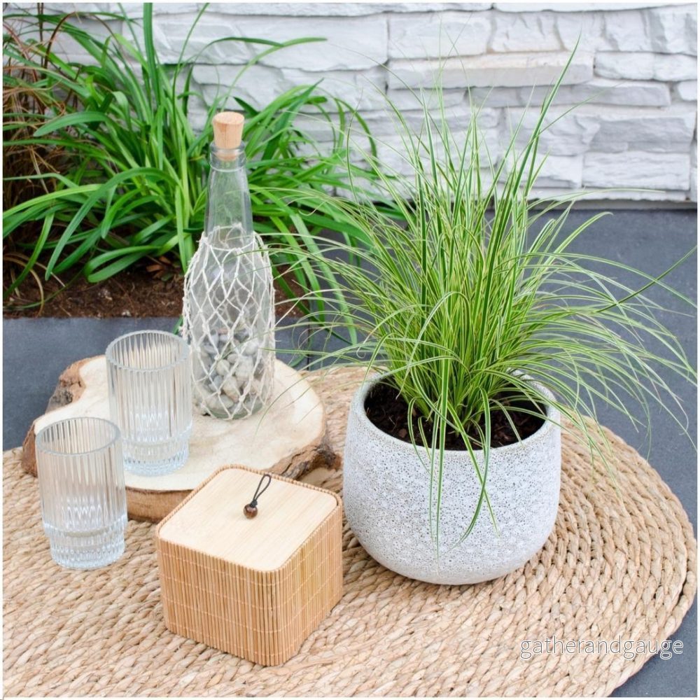 3 x Carex brunnea 'Variegata' - Bild 3