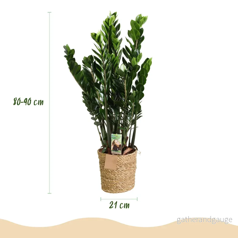 Zamioculcas ZZ med korg - Bild 2