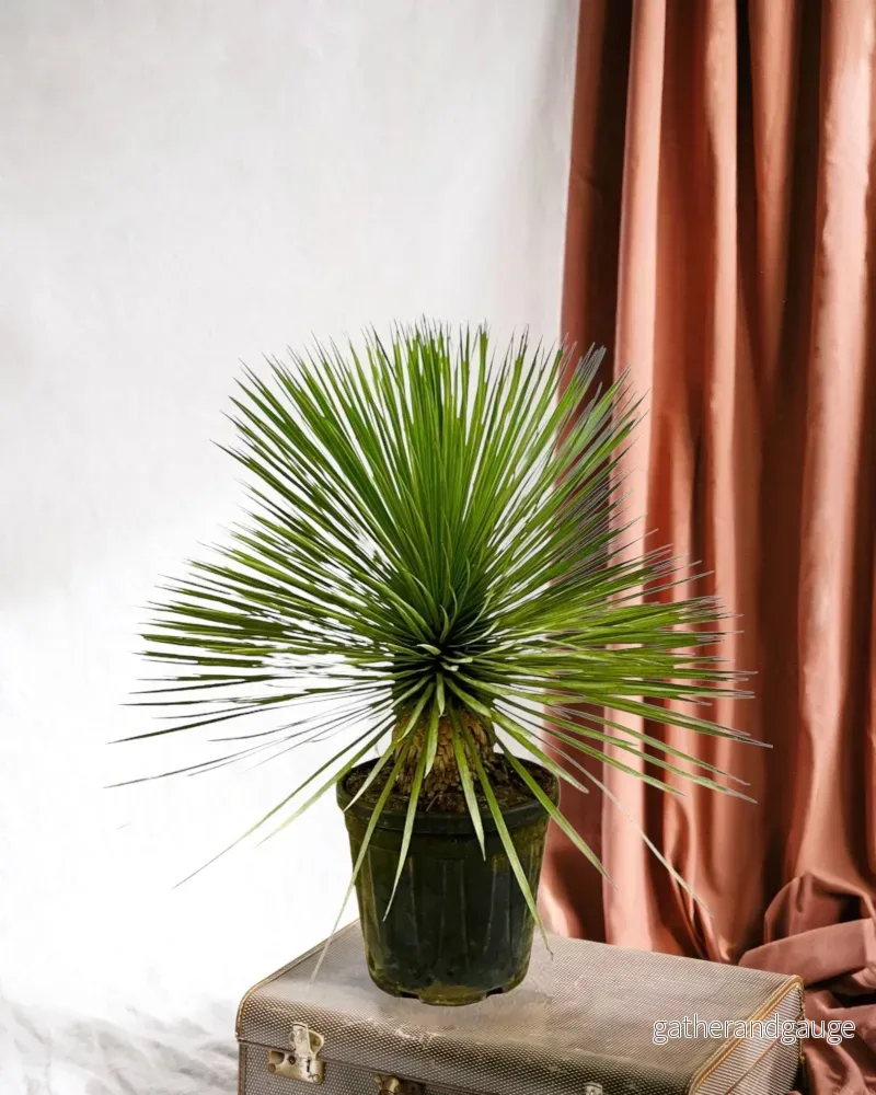 Yucca Rostrata - Bild 2