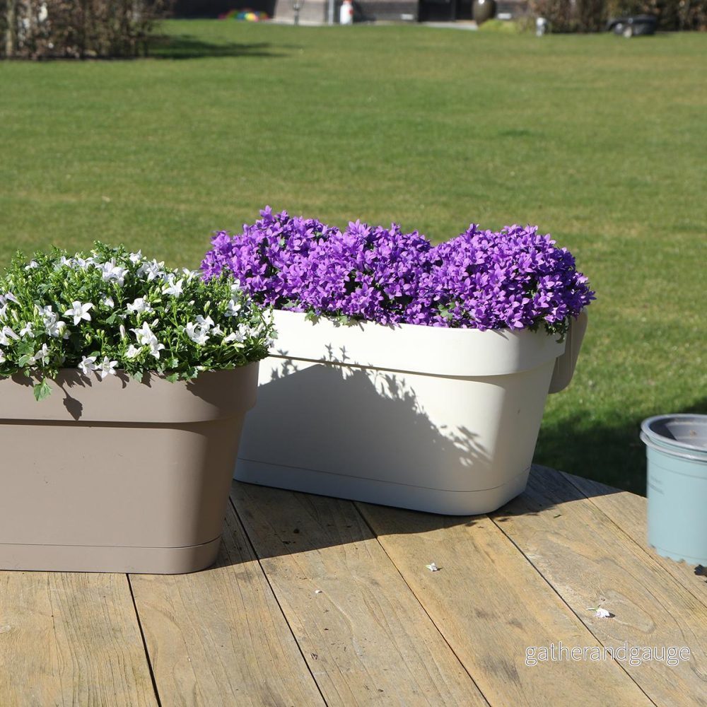 Vit Balkonbak med 3 lila Campanula Addenda - Bells - Bild 2