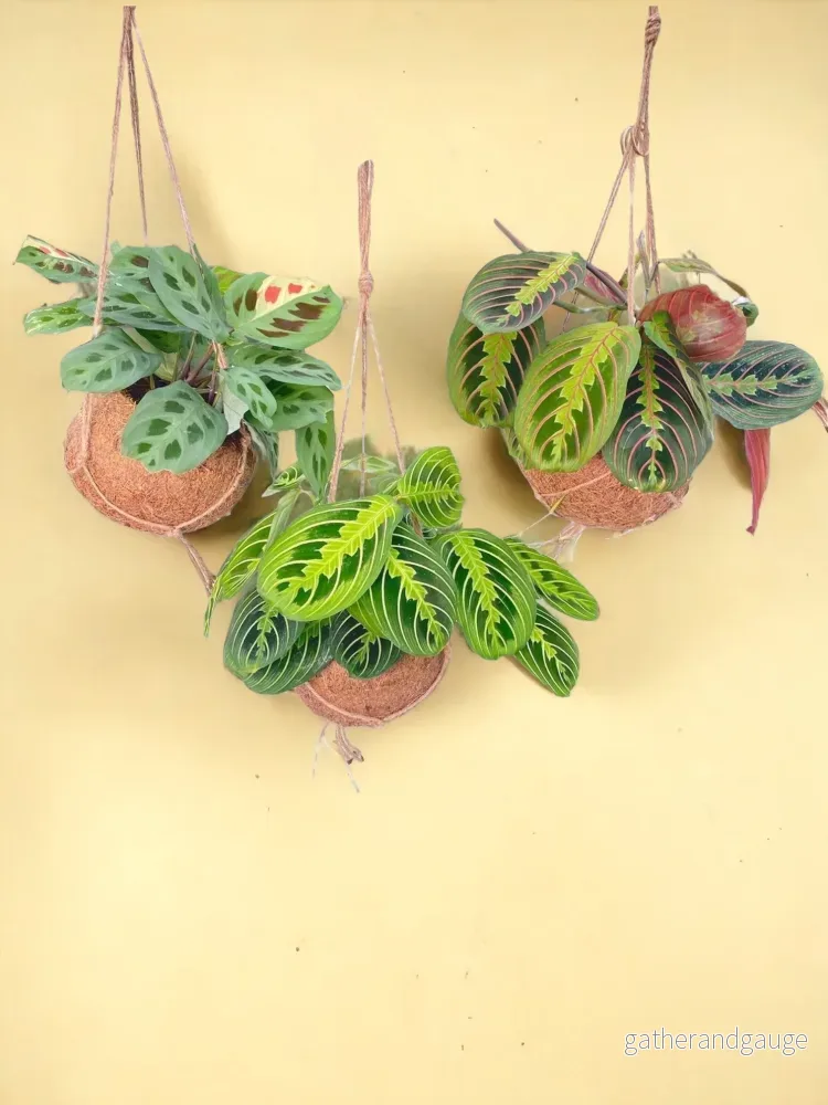 Box - 3 kokodam Maranta - Bild 2