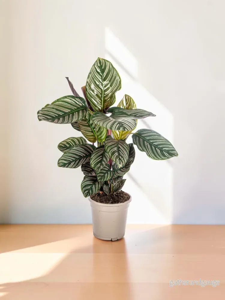 Calathea Ornata Sanderiana Ø17cm – ↕40 – 50cm