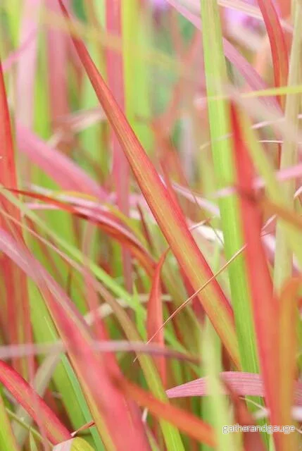 Japansk Blodgräs (Imperata cylindrica) 'Red Baron' - Bild 3