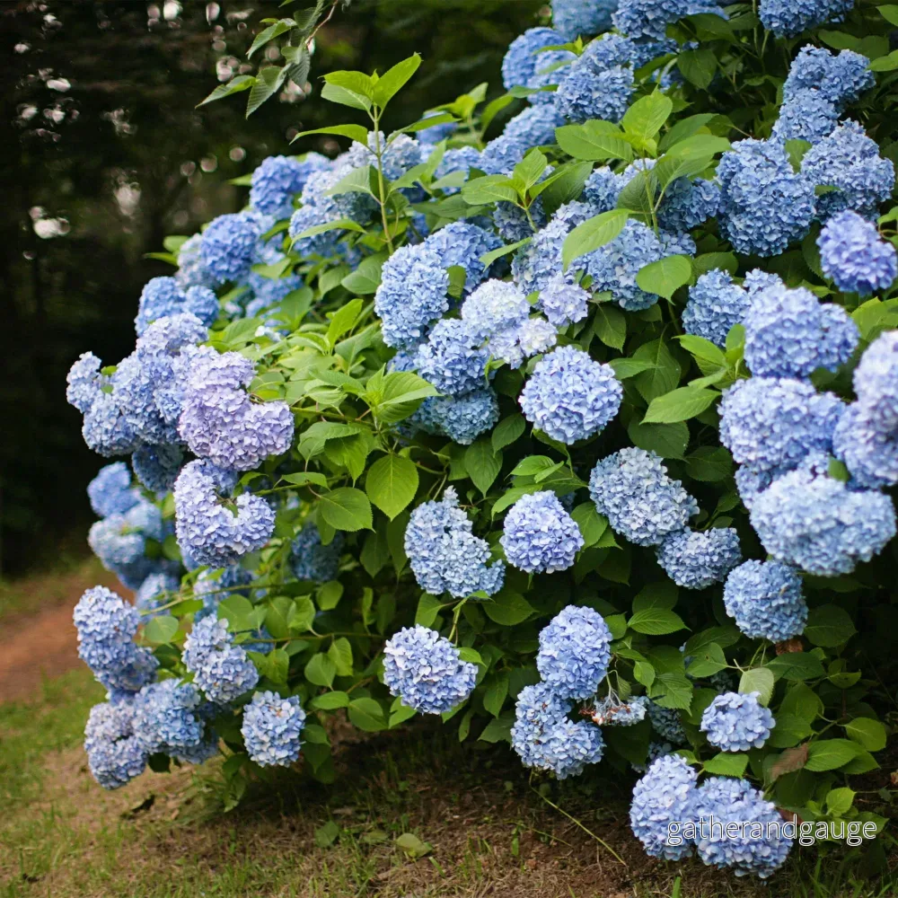 Hortensia (Hydrangea macrophylla) ’Blue’ – Blå trädgårdshortensia Hortensia (Hydrangea macrophylla) ’Blue’ – Blå trädgårdshortensia