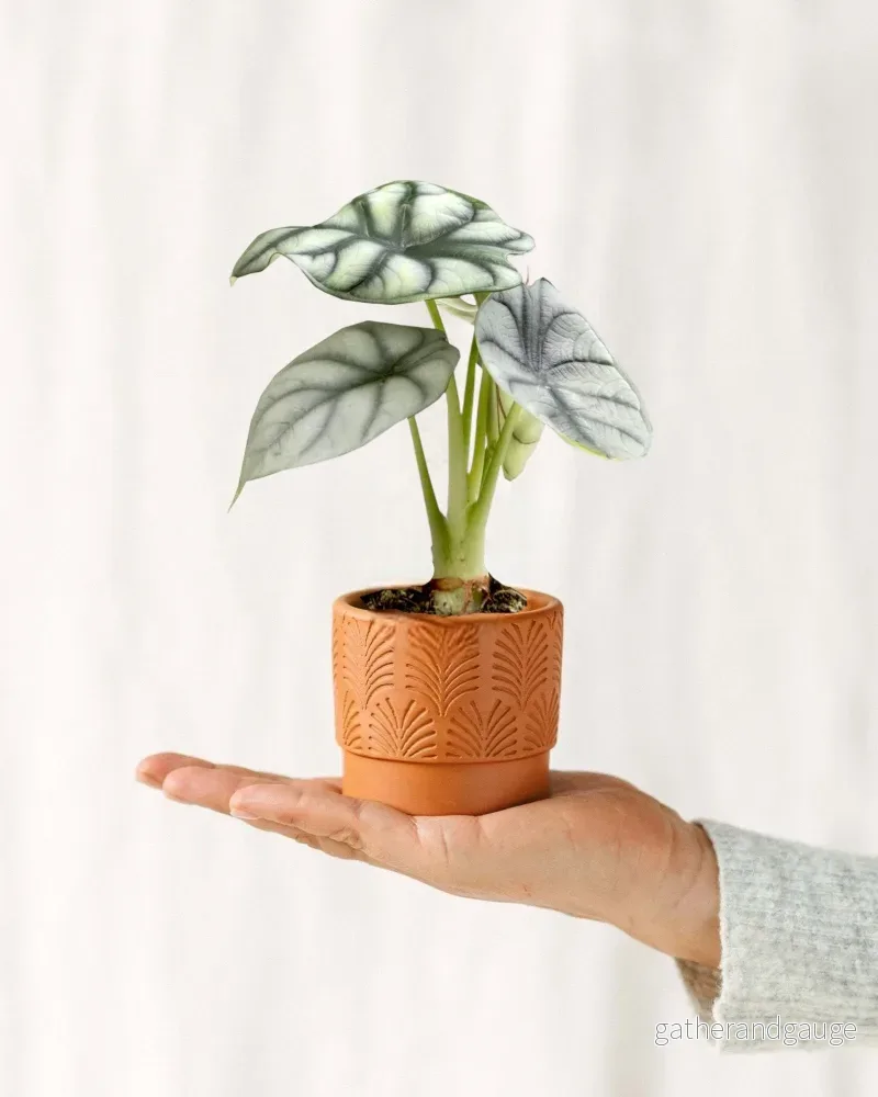Mini Alocasia Black Velvet