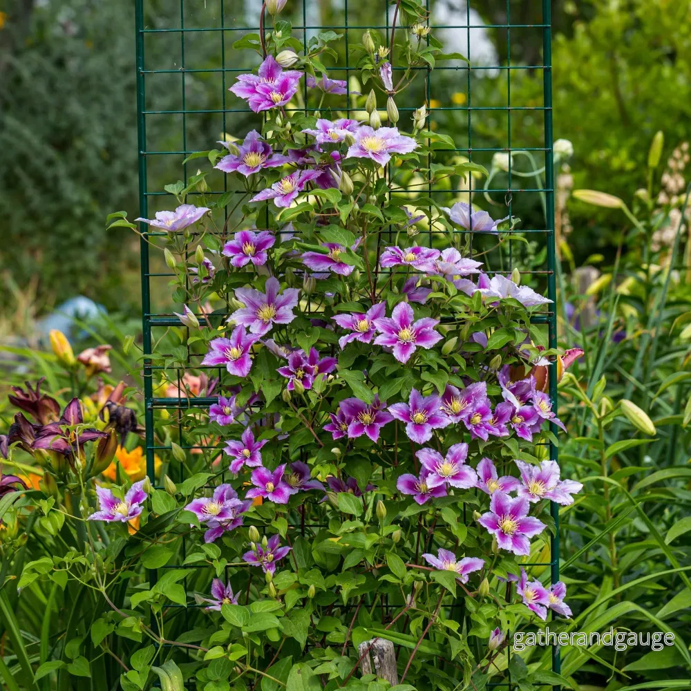 Clematis (Klematis) ’Piilu’ Clematis (Klematis) ’Piilu’