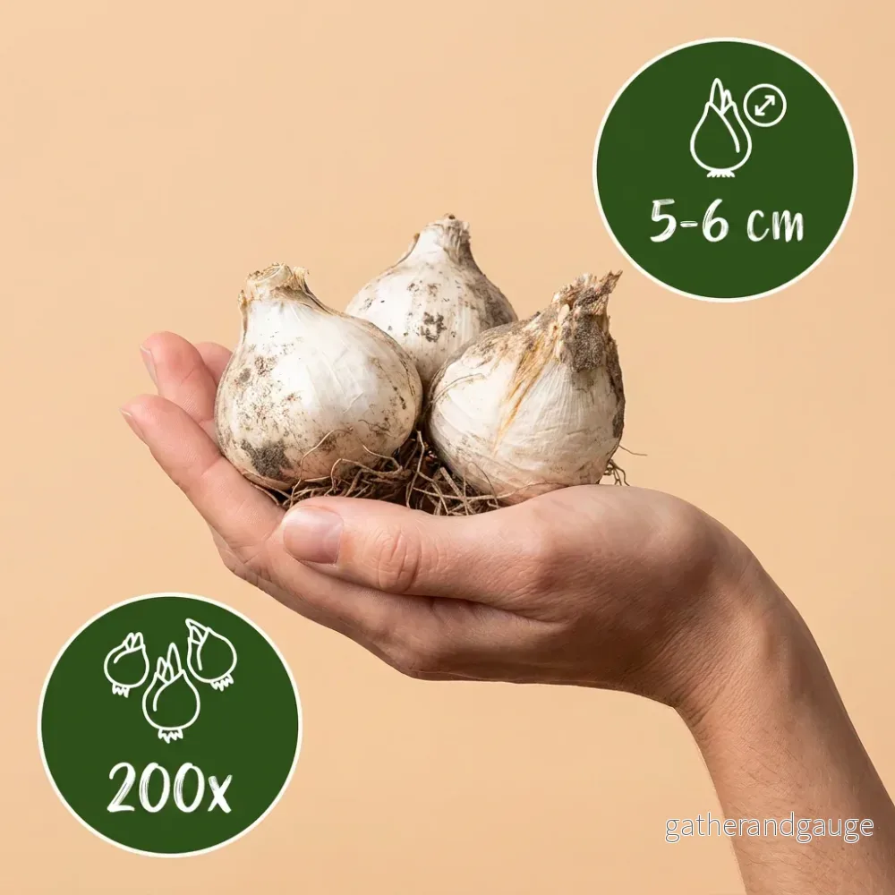 Ail d'ornement à tête ronde - Bild 3