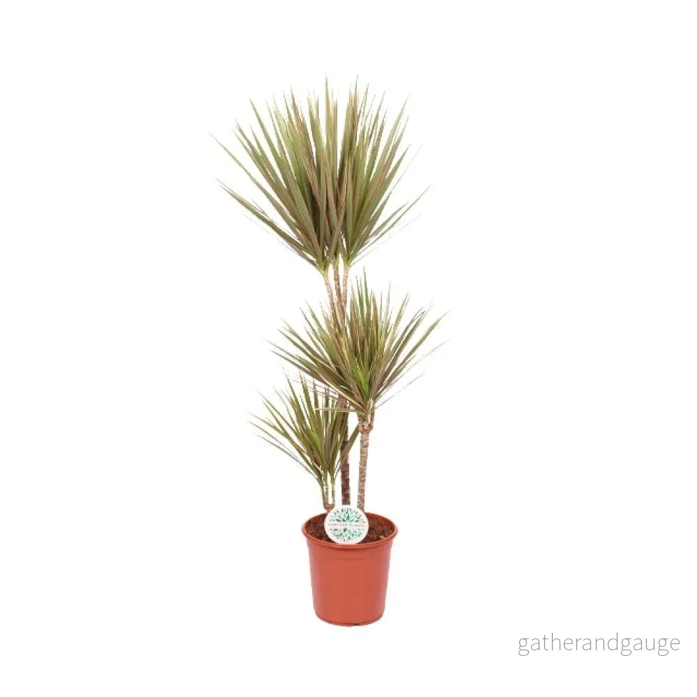 Dracaena Bicolor Dracaena Bicolor