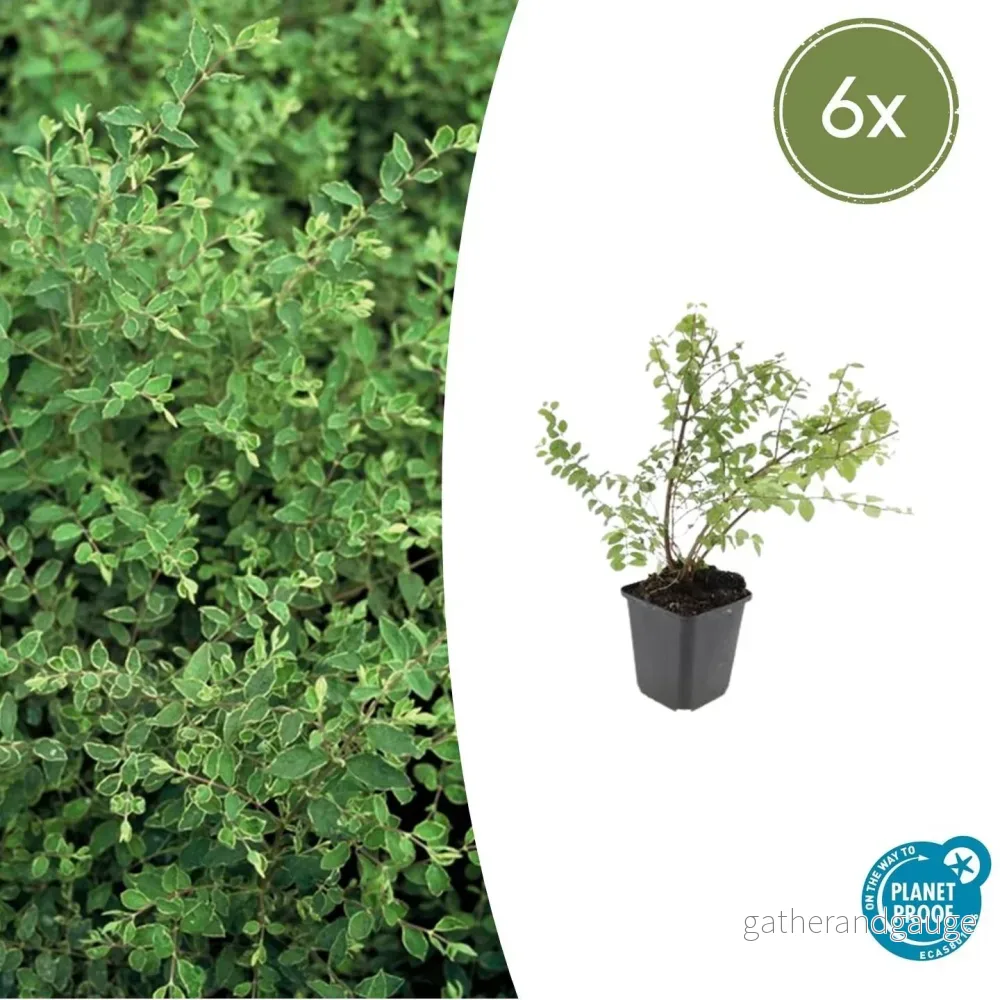 Symphoryna De Chenault (Symphoricarpos x chenaultii) 'Hancock' - Bild 2