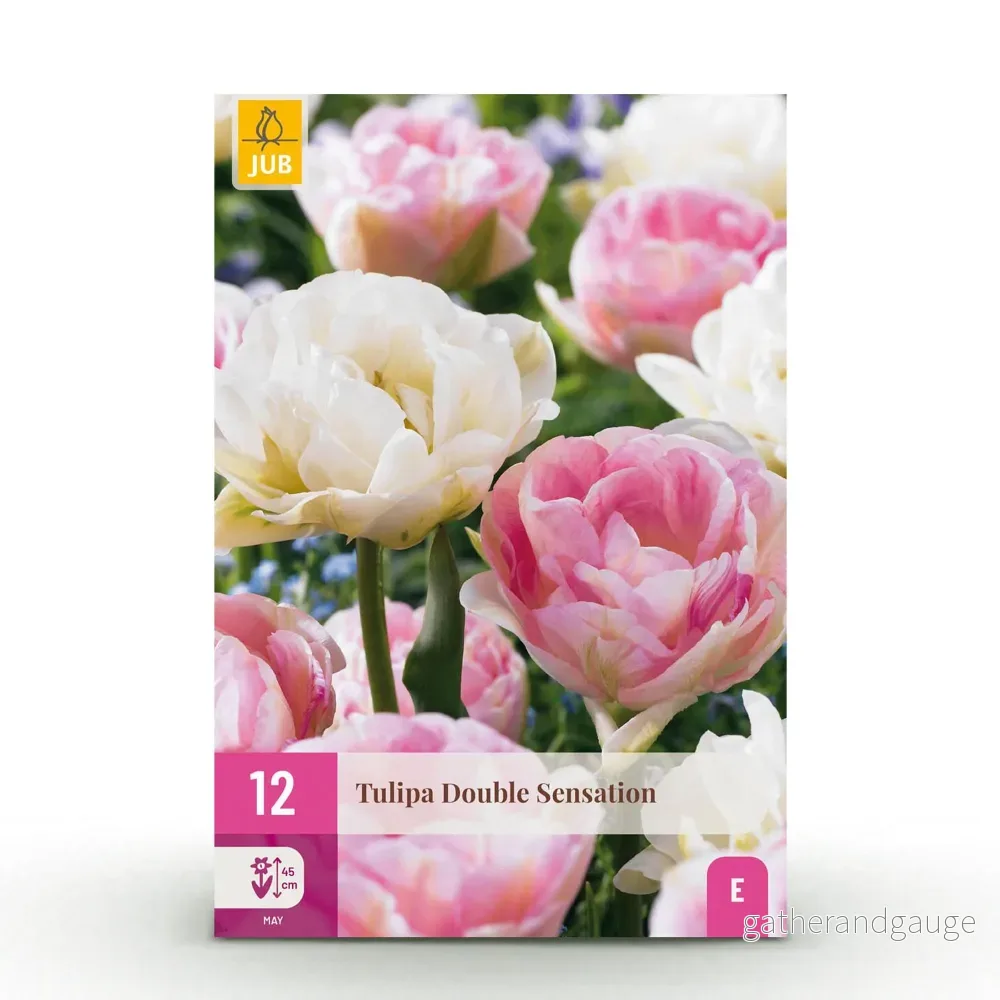 Green boutiQ – Bloembollen – Tulp Double Sensation – Kleur Wit i Roze – 12 stuks – Bolmaat 11/12 – XXL Pack