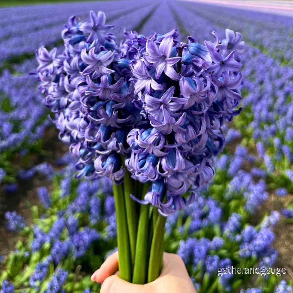 Hyacinth 'Delft Blue' - 10 lökar - Storlek 14/15