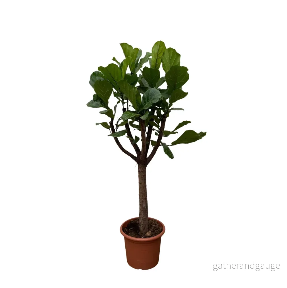 Ficus Lyrata bom XXL - 210 cm - ø40 - Bild 2