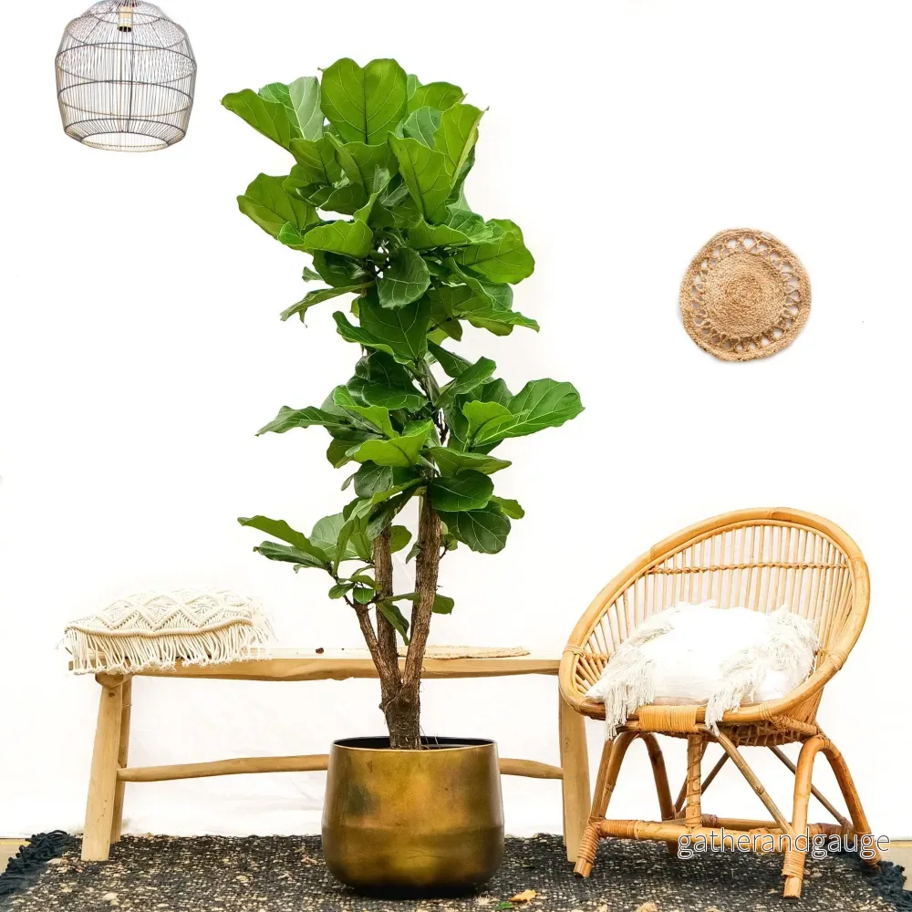 Ficus Lyrata vertakt - 180cm - ⌀30 - Bild 2