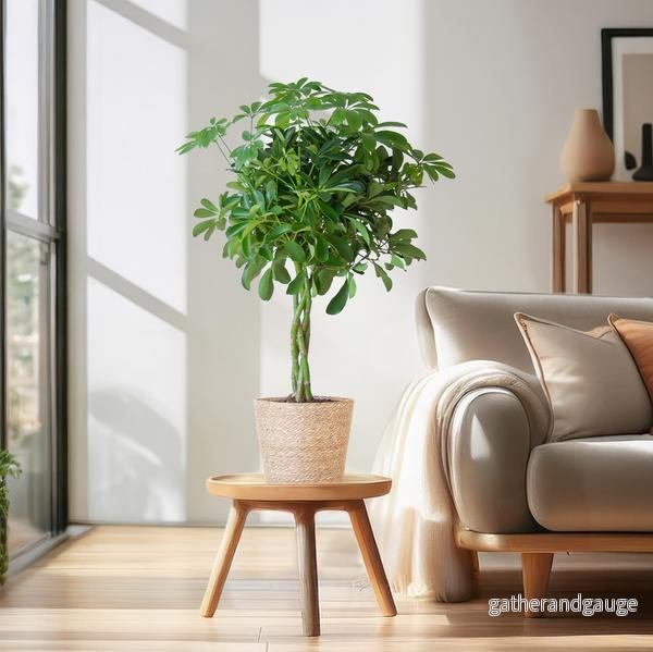 Schefflera Nora och dess kruka