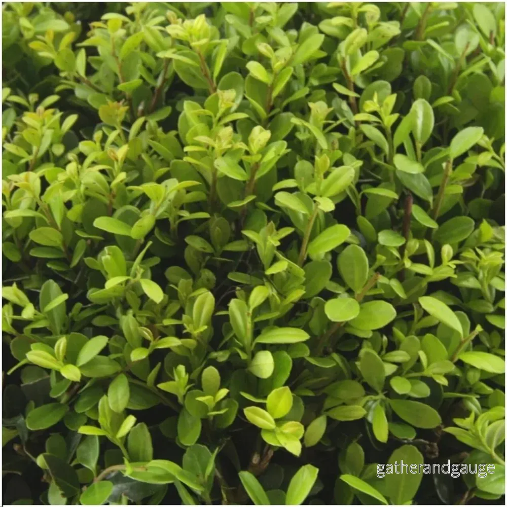 Ilex crenata 'Jenny' - Set om 6 - Bild 3