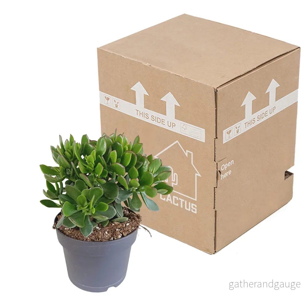 Crassula Minova Scarlet - Bild 3