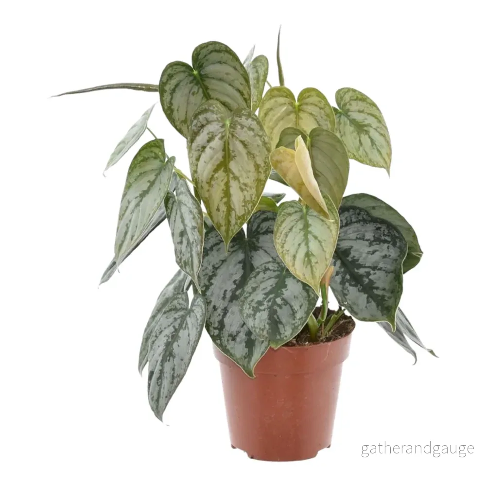 Philodendron Brandtianum - Bild 2