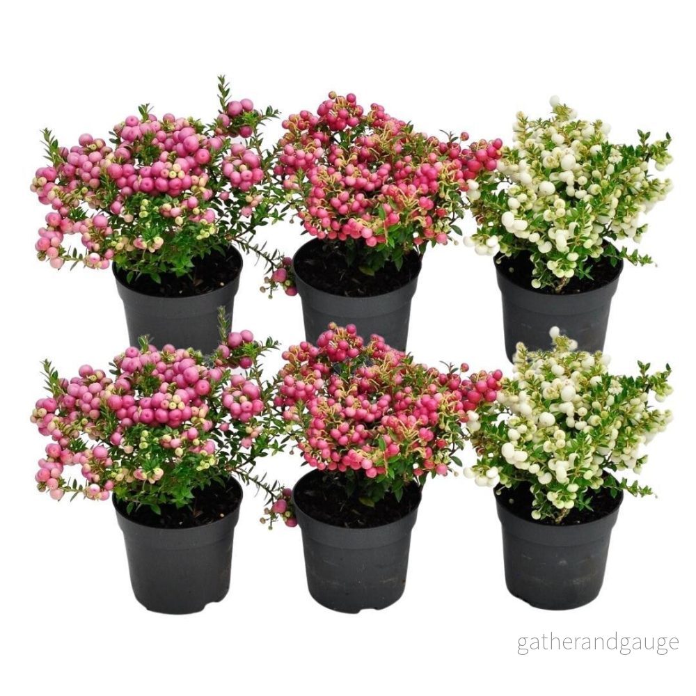 Pernettya mucronata - Set om 6 - Bild 2