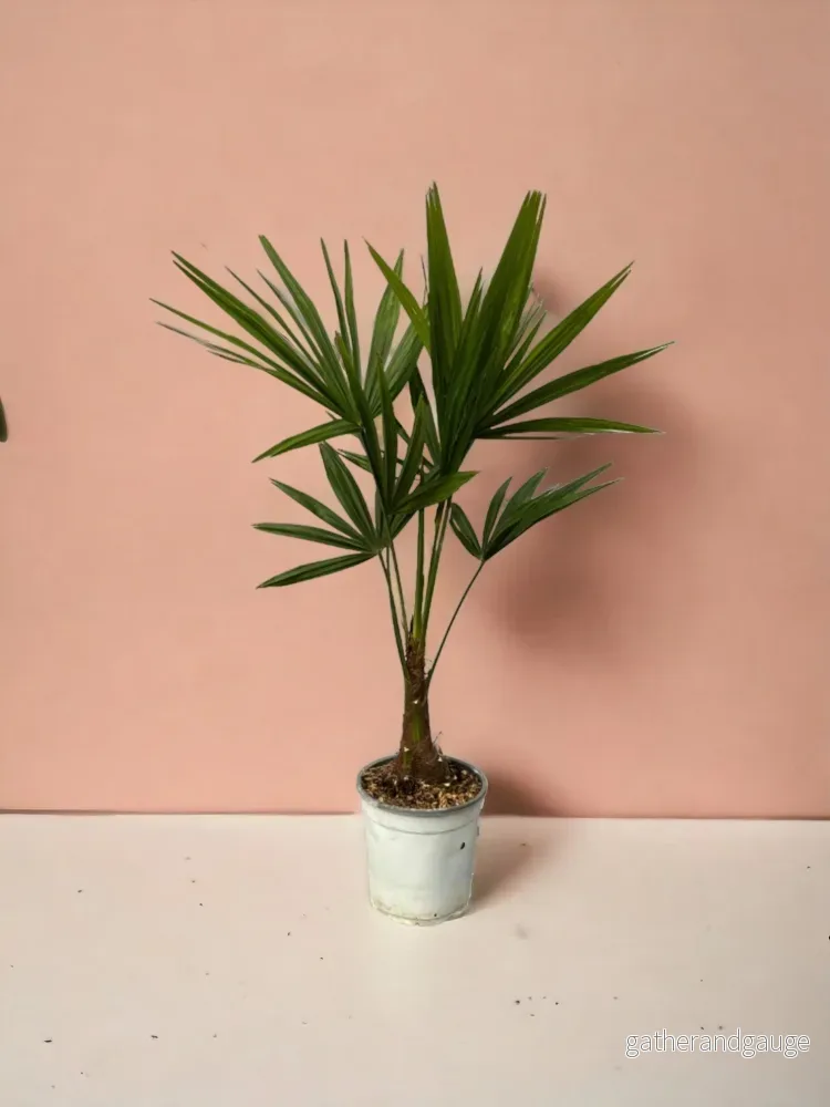 Trachycarpus Fortunei Trachycarpus Fortunei