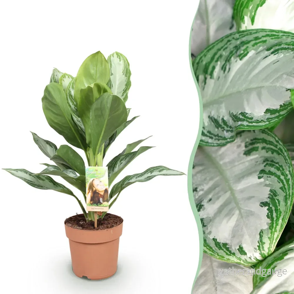 Aglaonema Silver Bay – 1 paket - Bild 2