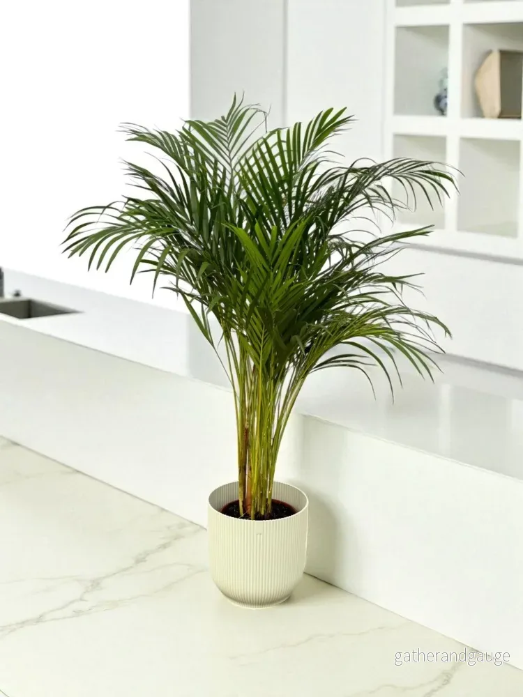 Stor Areca Palm och dess kruka - Bild 2