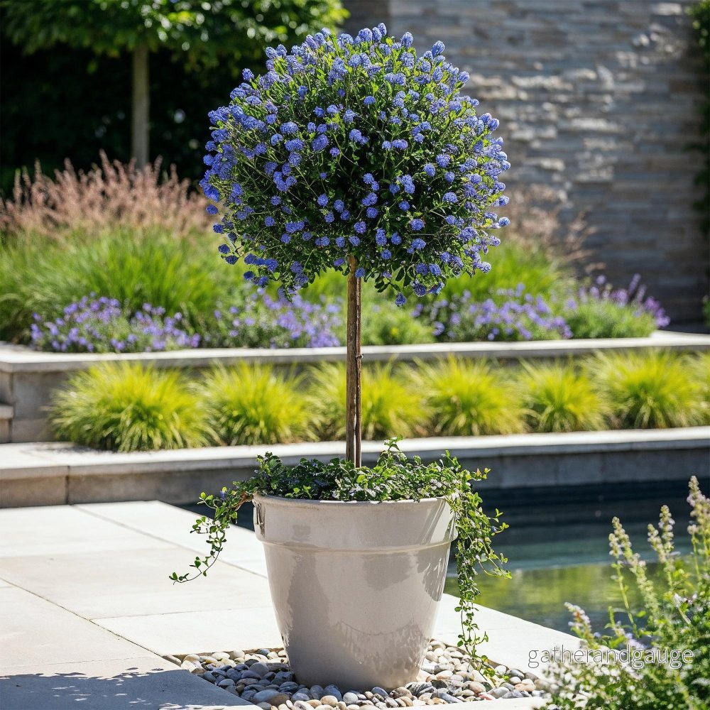 Ceanothus impressus ’Victoria’ – Blå blomsterbuske