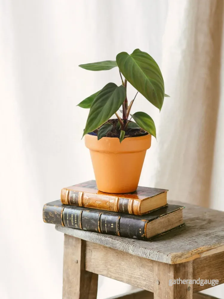 Philodendron Nangaritense