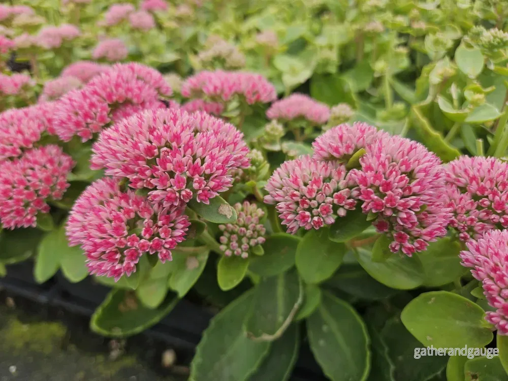 Fettknopp (Hylotelephium) 'Herbstfreude' - Bild 3