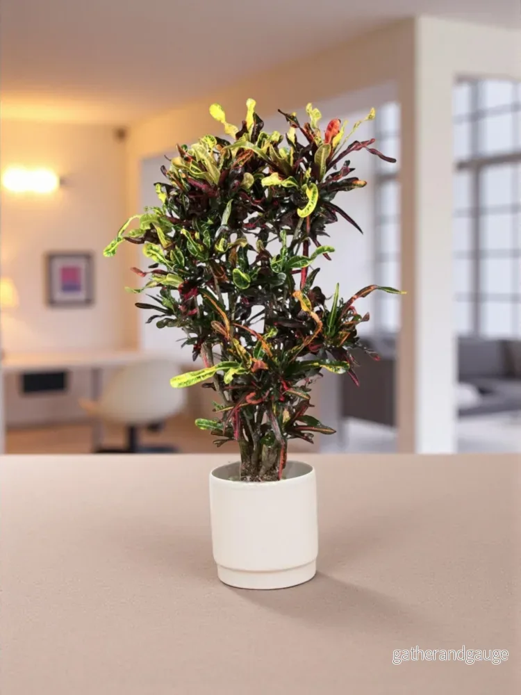 Codiaeum croton färgglada Codiaeum croton färgglada