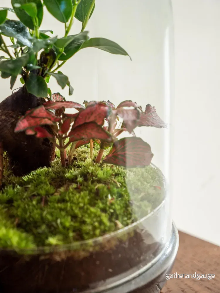 Terrarium - Siquijor - Bild 3