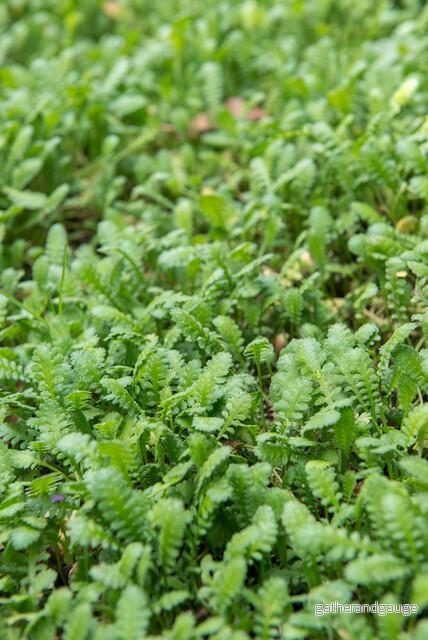 Cotula (Leptinella Squalida) — köp online | La Green Touch - Bild 3