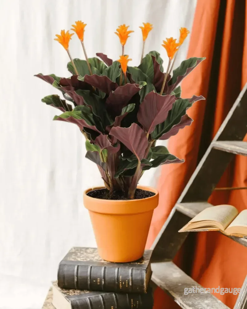 Calathea Crocata