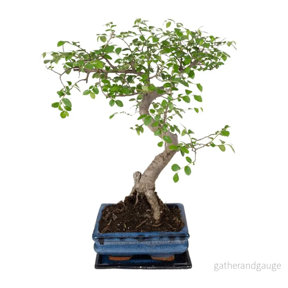 Bonsai - Bild 3