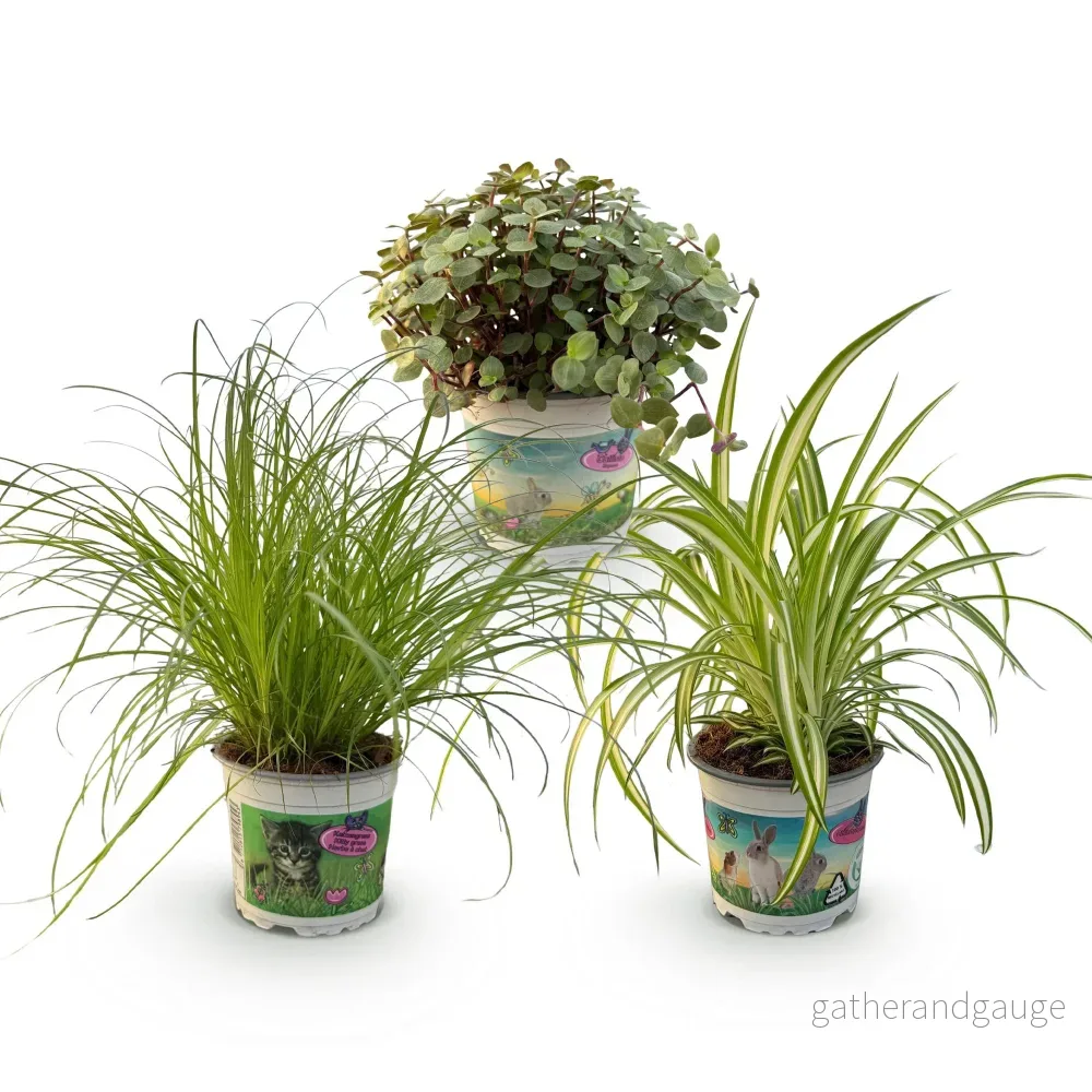 Paket Cyperus - Calissia - Chlorophytum - Bild 3