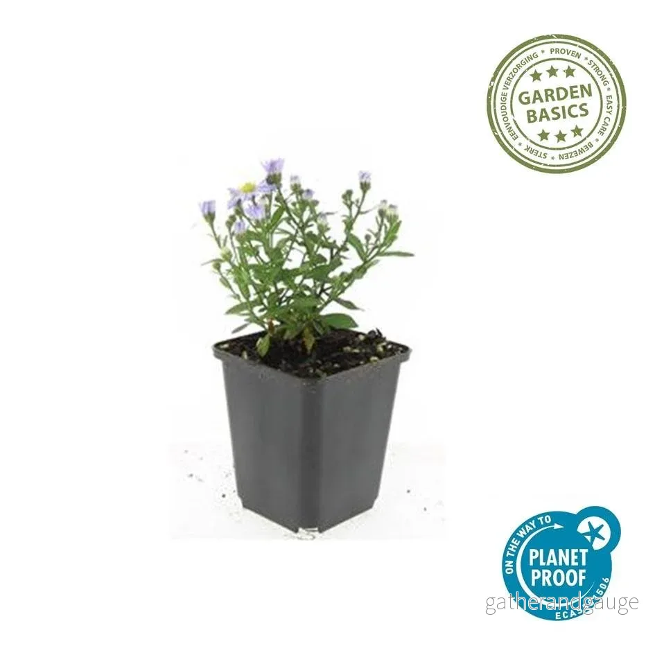 Höstaster Dvärgform (Aster dumosus) 'Prof. Anton Kippenberg' - Bild 3