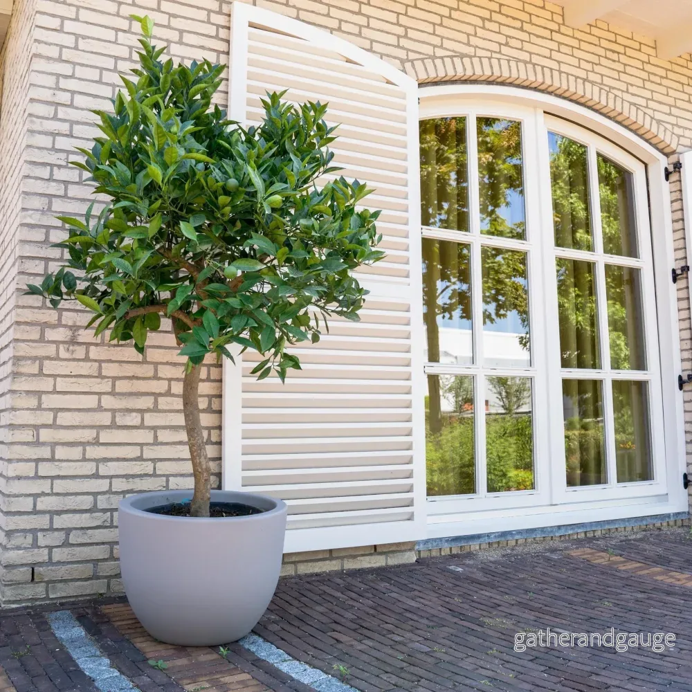Sinaasappelboom – 225 cm – ø40 Sinaasappelboom – 225 cm – ø40