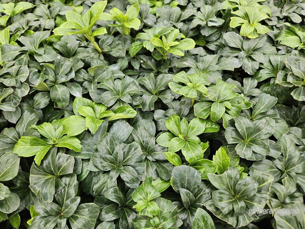 Japansk Pachysandra (Pachysandra Terminalis) ’Green Sheen’ Japansk Pachysandra (Pachysandra Terminalis) ’Green Sheen’