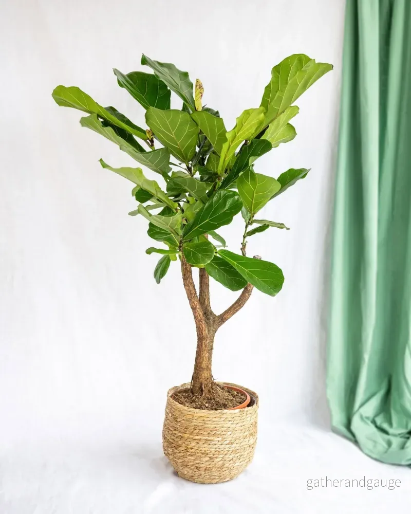 Ficus Lyrata XL Ficus Lyrata XL