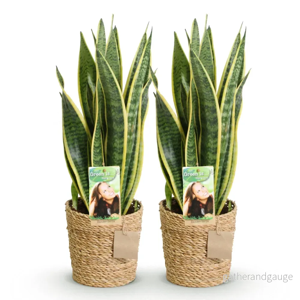 Sanseveria Laurentii – Paket med 2 – Höjd 60-70 cm - Bild 3