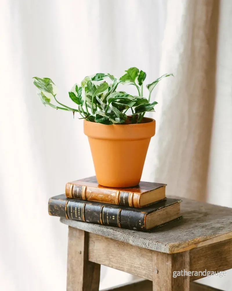 Pothos N’Joy