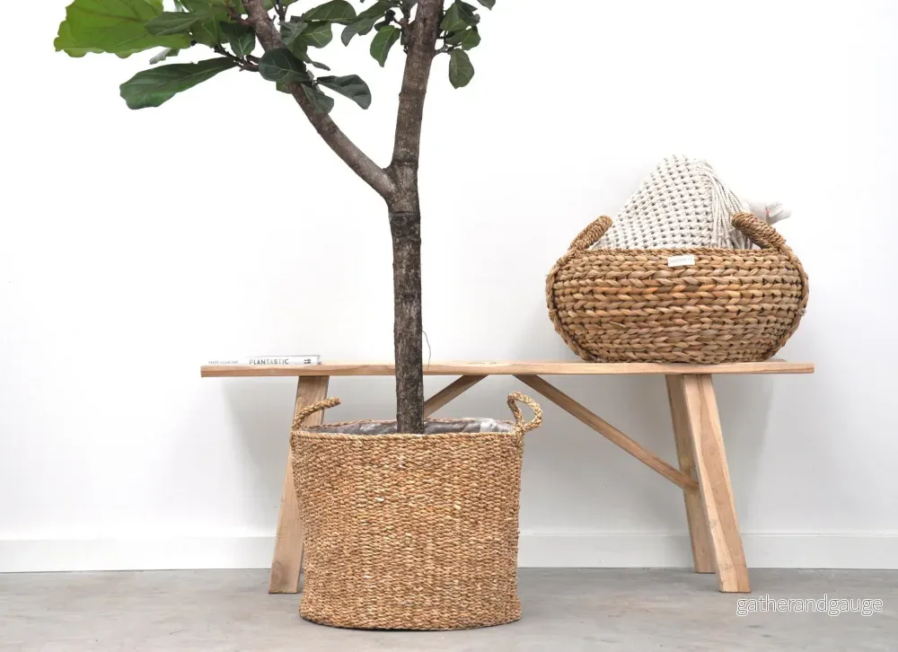 Ficus Lyrata bom - 180cm - ⌀30 - Bild 3