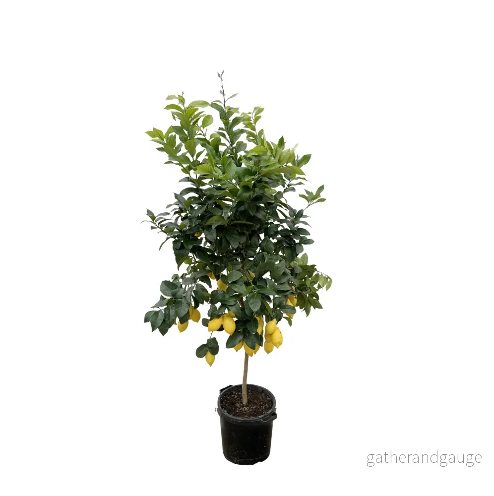 Citrus Citron – 200cm – ø40
