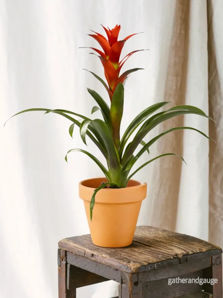 Guzmania Ostara Guzmania Ostara