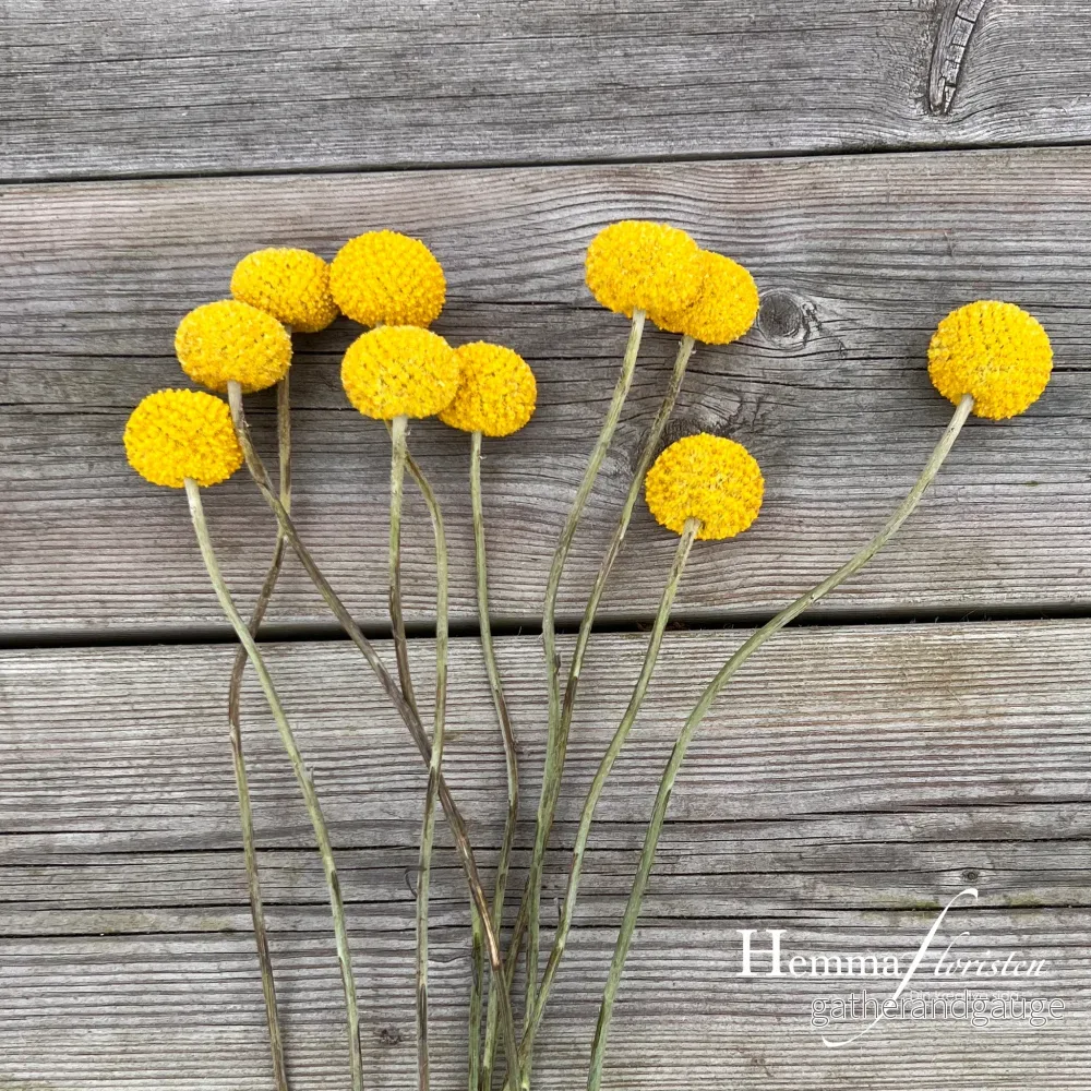 Solboll – Drumstick