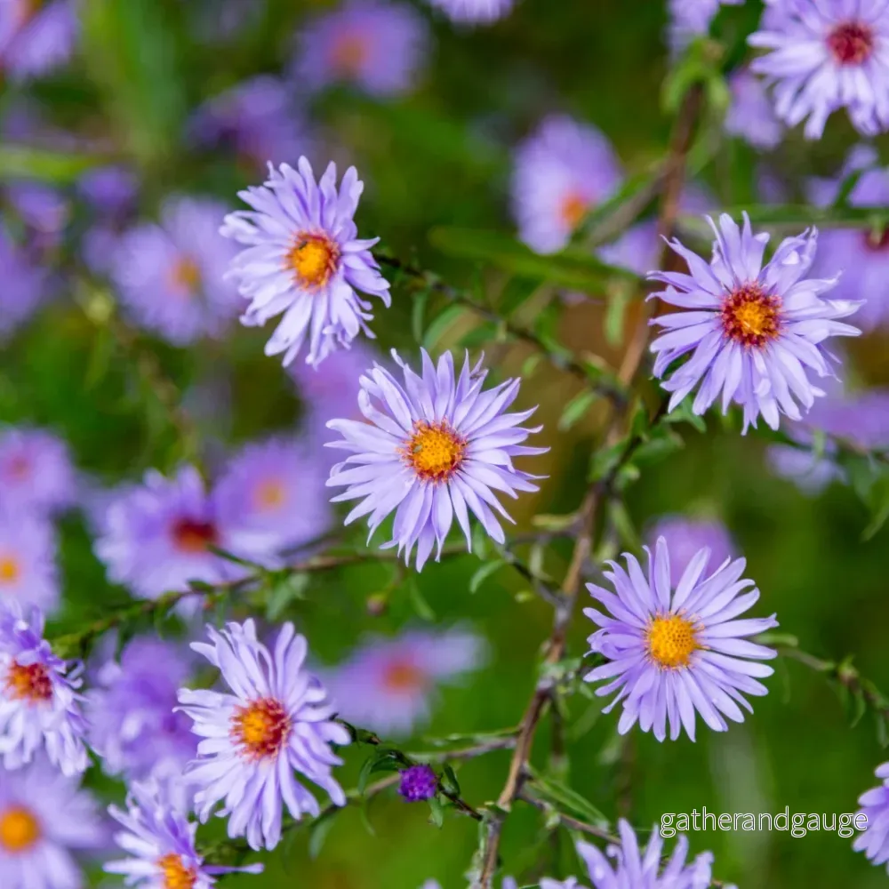 Aster (Aster × Frikartii) ’Frikarti’