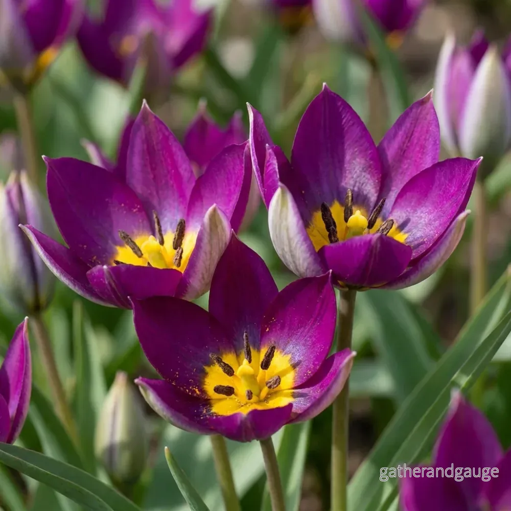 Tulipe botanique Persian Pearl - calibre 6/7