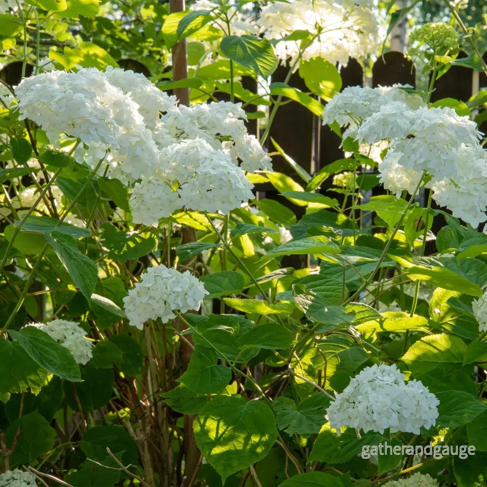 Hortensia (Hydrangea arborescens) 'Annabelle' - Bild 3